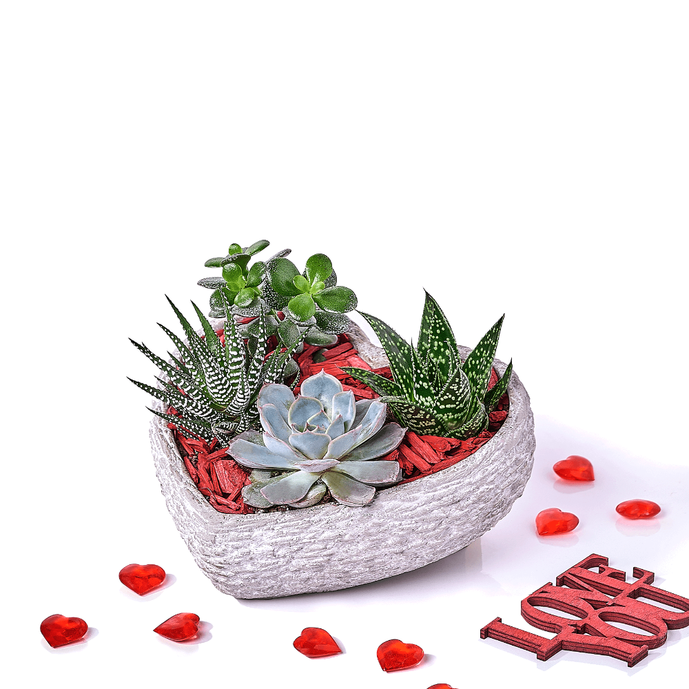 Valentine's Day